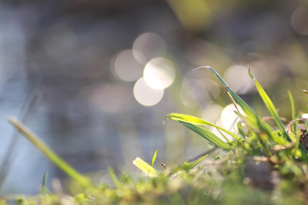 Schittering bokeh in water