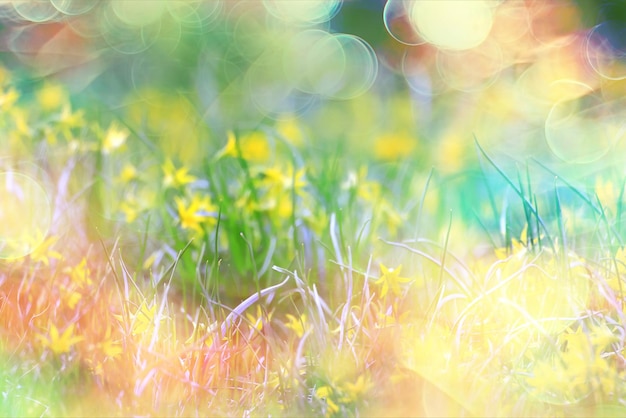 schittering zon bokeh achtergrond wilde lentebloemen