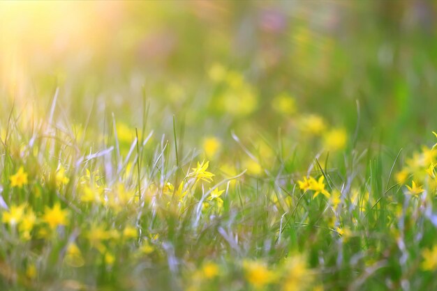 schittering zon bokeh achtergrond wilde lentebloemen