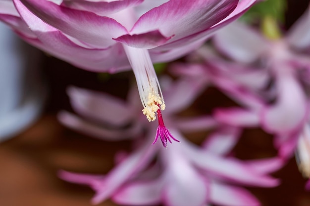 Schlumbergera bloeide tot de kou in de late herfst Schlumbergera is een geslacht van epifytische cactussen