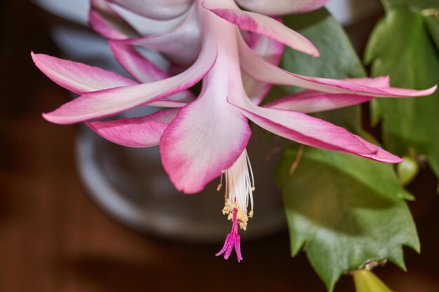 Schlumbergera bloeide tot de kou in de late herfst Schlumbergera is een geslacht van epifytische cactussen