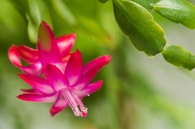 シャコバサボオの花、自家植物