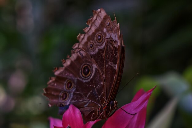 Photo schmetterling - blauer morphofalter