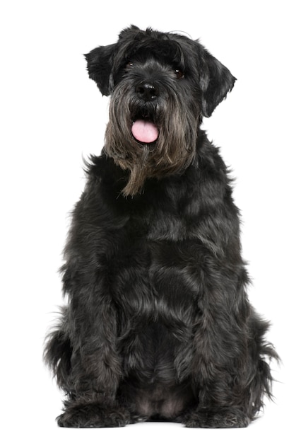 Schnauzer, 6 jaar oud, zit van witte muur