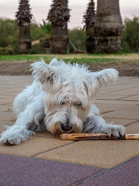 Foto cane schnauzer che gioca con un bastone all'aperto concetto di animali e animali domestici