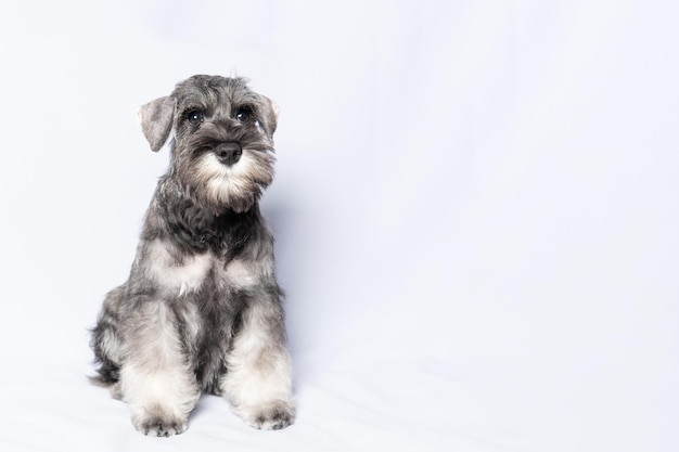 Schnauzer dog whitegrey sits and looks at you on a white background copy space Sad puppy miniature schnauzer Closeup portrait of a dog on a white background
