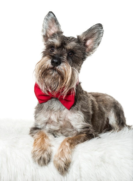 Schnauzer lying against white background