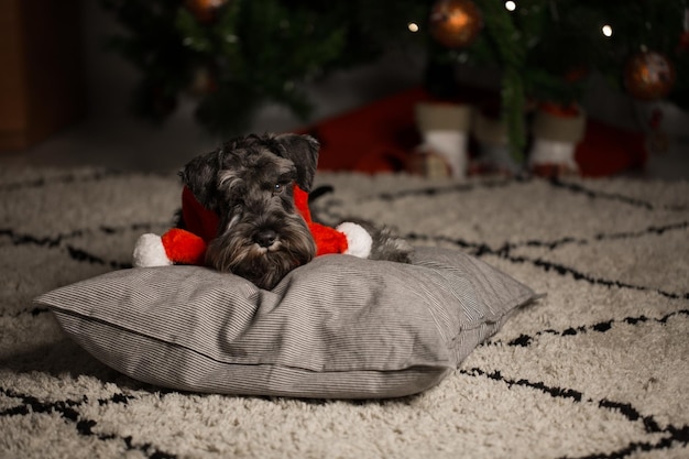 クリスマス気分のシュナウザーの肖像画