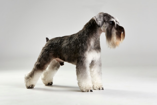 Schnauzer terrier dog profile