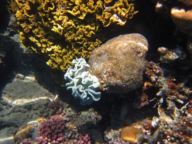 Schoene blau weisse koralle im roten meer