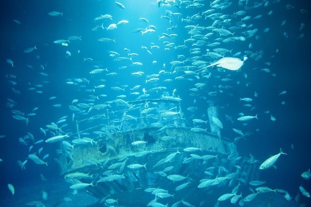 Scholen van vissen die in het water zwemmen dieren van de oceaan sardinella vissen ecosysteem