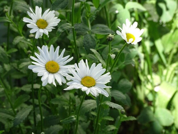 Schone blumen beautiful flowers