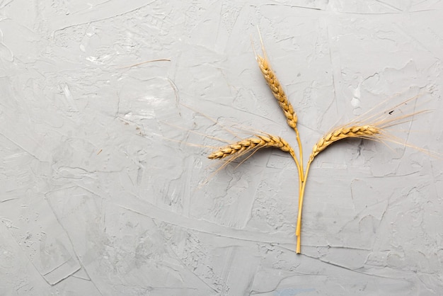 Schoof van tarwe oren close-up en zaden op gekleurde achtergrond natuurlijke graan plant oogst tijd concept bovenaanzicht plat lag met kopie ruimte wereld tarwe crisis