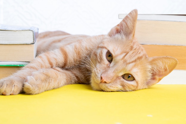 子猫の近くの学校の付属品