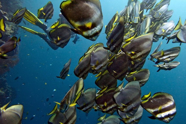 School of bat fish underwater