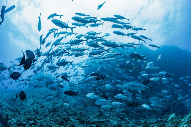 school of bigeye trevally underwater photography