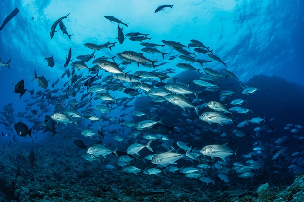 School of bigeye trevally underwater photography