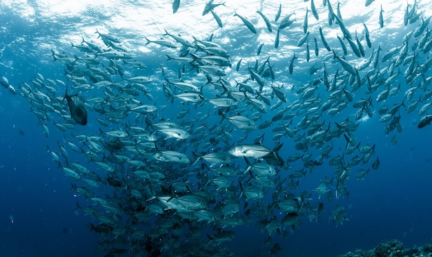 Школа больших глаз Trevally