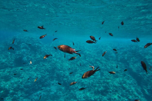 깨끗한 자연 서식지의 거친 바위 바닥 근처의 푸른 바다 깊은 곳에서 수영하는 이국적인 사르파 살파 물고기 떼