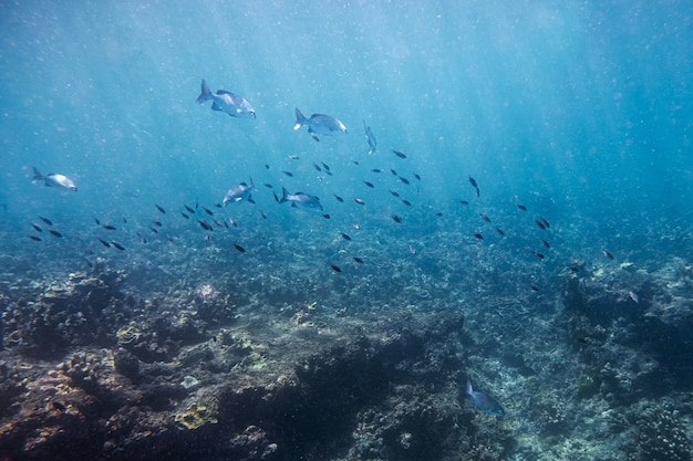 青い海の珊瑚礁で泳ぐ魚の群れ