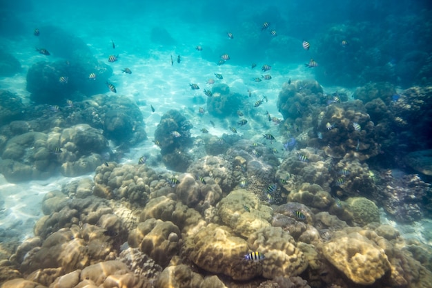 海のサンゴ礁の岩の上を泳ぐ学校の魚