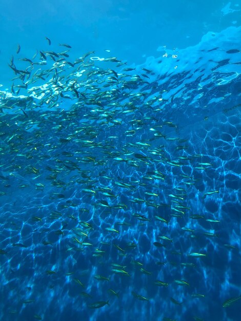 School of fish swimming undersea