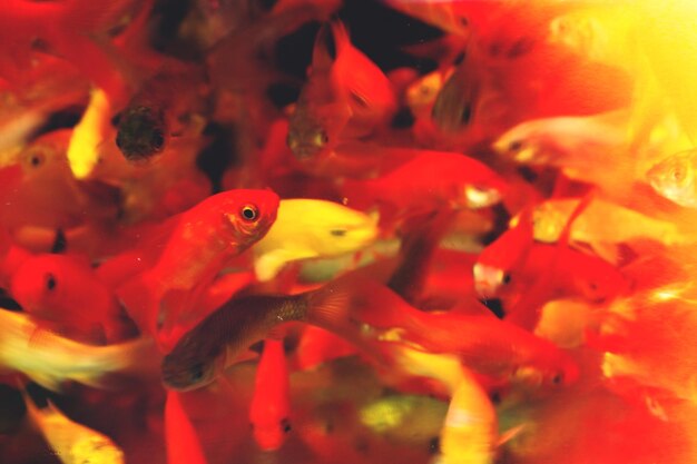 Photo school of fish swimming underwater