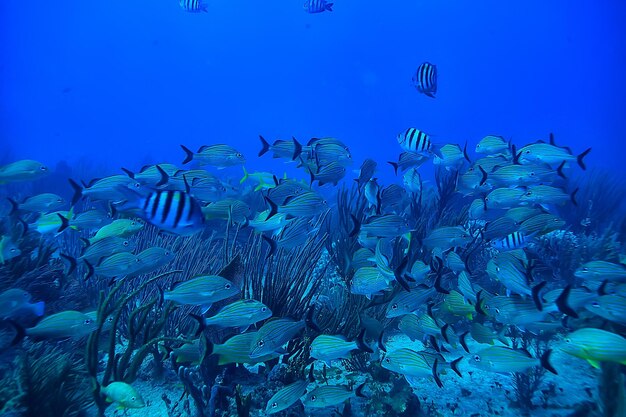 School of fish underwater photo, gulf of mexico, cancun, bio fishing resources