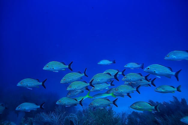 魚の群れの水中写真、メキシコ湾、カンクン、バイオフィッシングリソース