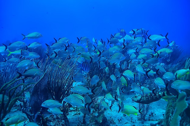 魚の学校の水中写真、メキシコ湾、カンクン、バイオフィッシングリソース