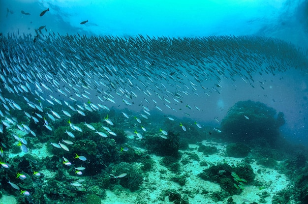 School of Fish in Water Photo