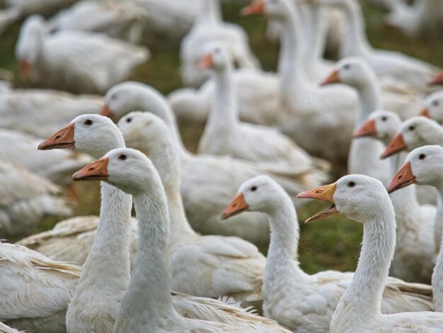 School of geese