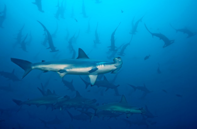 School of hammerhead in the blue