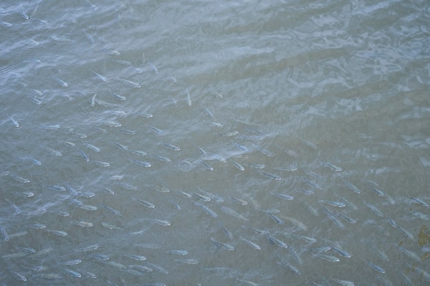 A school of little mullet fish live in the brackish shallow water zone near the coast