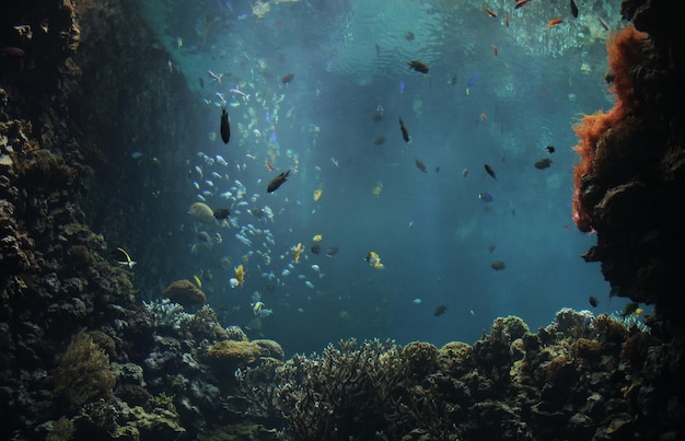 写真 魚の群れ