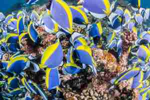 Photo school of powderblue surgeonfish feeding  wide angle