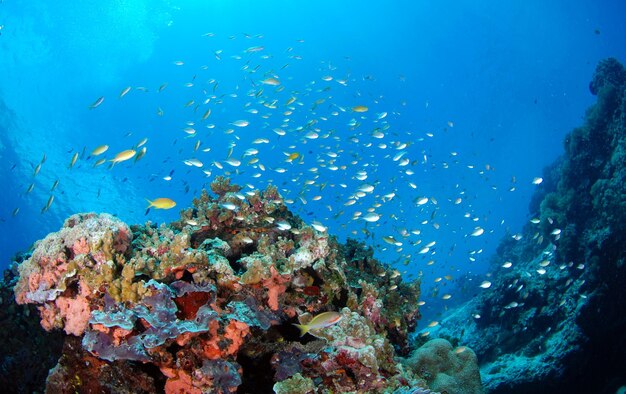 A school of small fish lives beside a coral reef. Sea life of the Philippines.