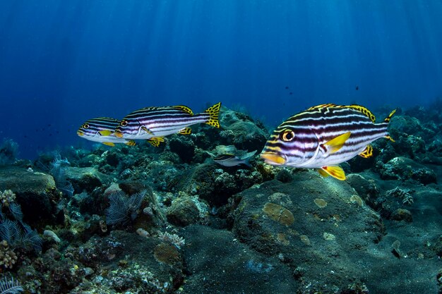 サンゴ礁で泳ぐスイートリップスの群れ。インドネシア、バリ島の海の生き物。