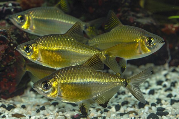 Photo school of tetras swimming in harmony