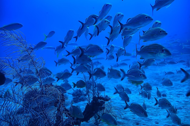 school vissen onderwater foto, Golf van Mexico, Cancun, bio visbestanden