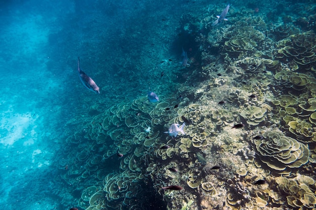 School vissen zwemmen op koraalrif in tropische zee bij andaman