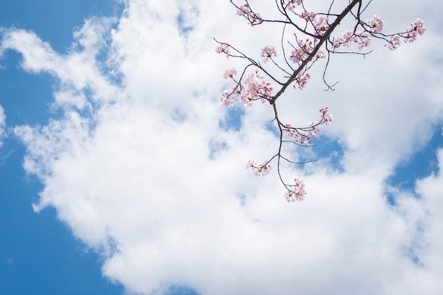 Schoonheid bloeiende bloesem kersen roze sakura bloem in de heldere blauwe lucht met wolk in de lente en zomer natuur vrij verse bloemblaadje plant met blauwe achtergrond op buiten zonlicht zonnige dag