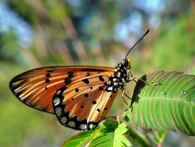 Schoonheid butterfy