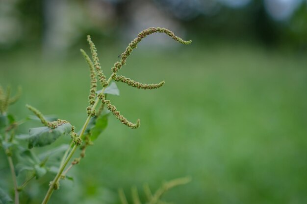 Foto schoonheid gras bloemen