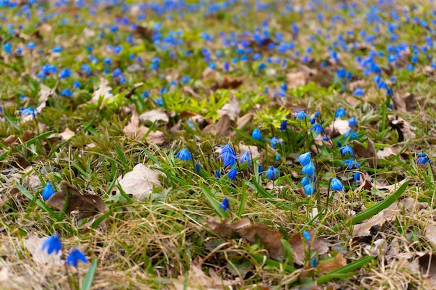 Schoonheid lente blauwe sneeuwklokje bloemen in het bos in zonnige ochtend