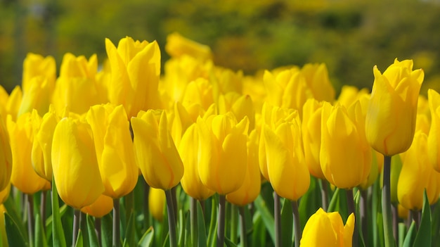 Schoonheid natuurlijke versheid gele tulp bloem veld land achtergrond.