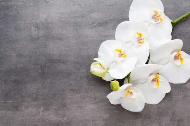 Schoonheid orchidee op een grijze achtergrond