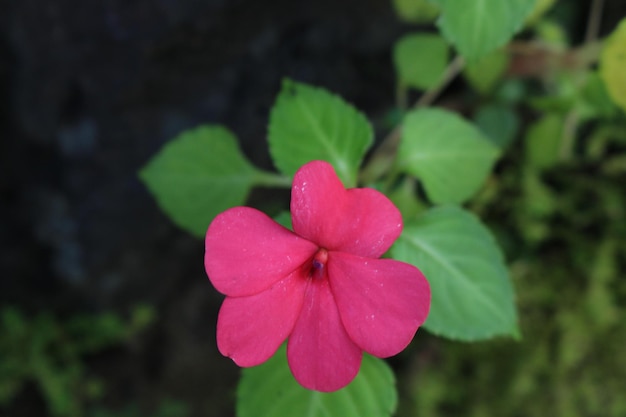 Schoonheid Roze Bloemen Object Foto