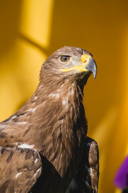 Foto schoonheid steenarend, detail van hoofd met grote ogen, spitse snavel