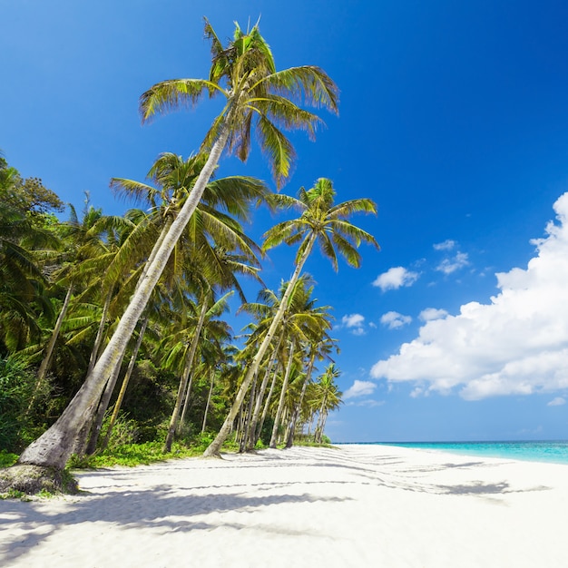 Schoonheid strand